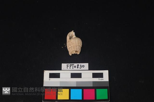 貝殼藏品圖，第2張
