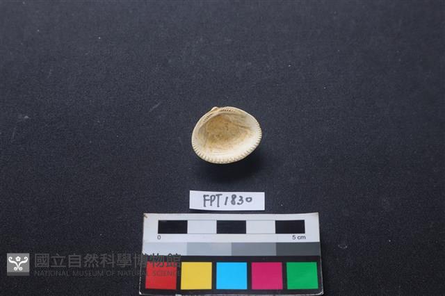 貝殼藏品圖，第2張