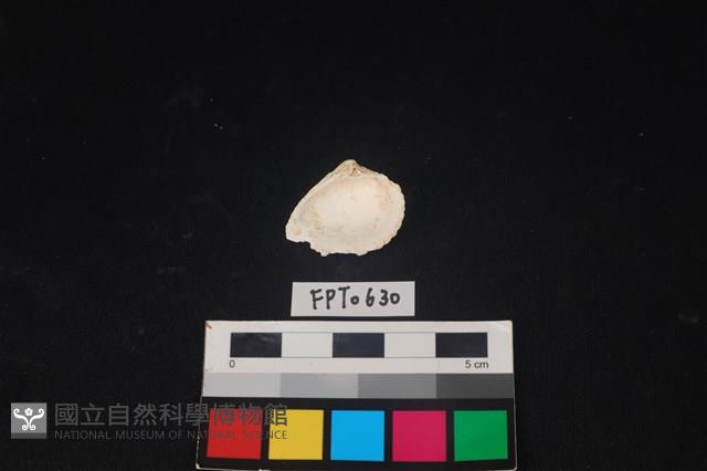 貝殼藏品圖，第2張