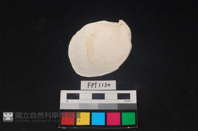 貝殼藏品圖，第2張
