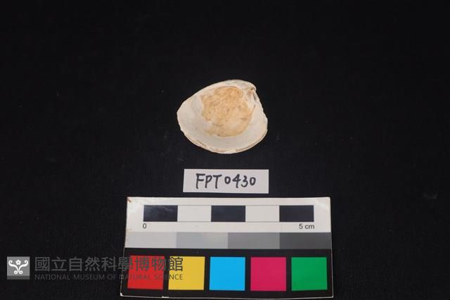 貝殼藏品圖，第2張