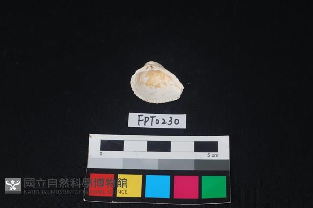貝殼藏品圖，第2張