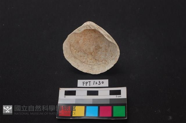 貝殼藏品圖，第2張