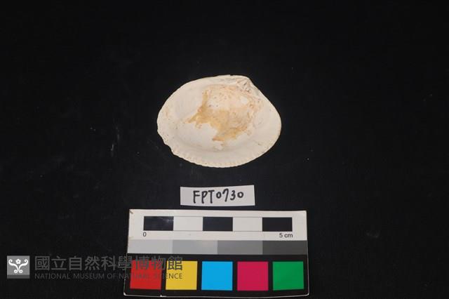 貝殼藏品圖，第2張