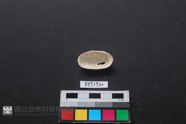 貝殼藏品圖，第2張
