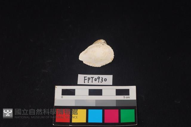 貝殼藏品圖，第2張