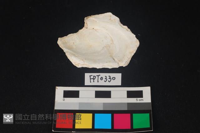 貝殼藏品圖，第2張