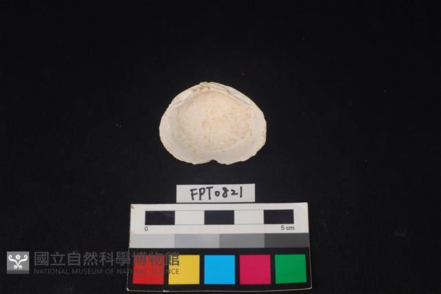 貝殼藏品圖，第2張