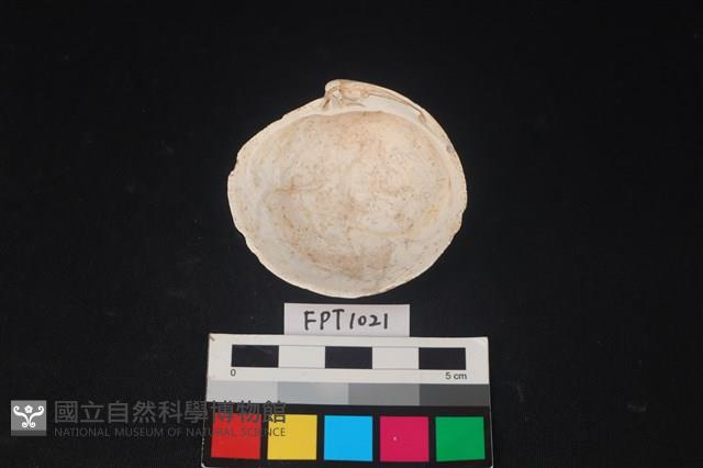 貝殼藏品圖，第2張