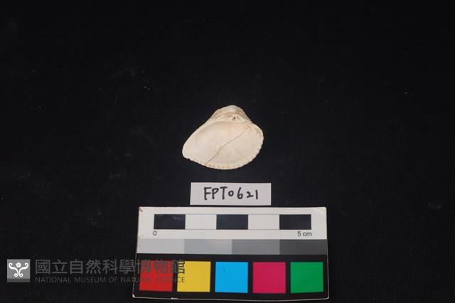 貝殼藏品圖，第2張