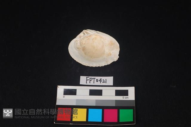貝殼藏品圖，第2張