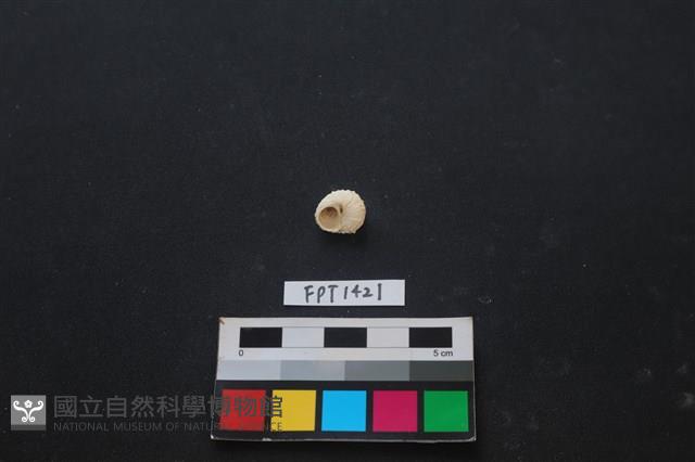 貝殼藏品圖，第2張