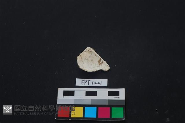 貝殼藏品圖，第2張