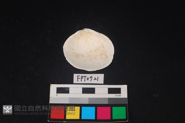 貝殼藏品圖，第2張