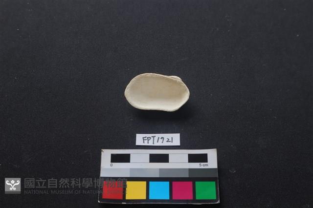 貝殼藏品圖，第2張