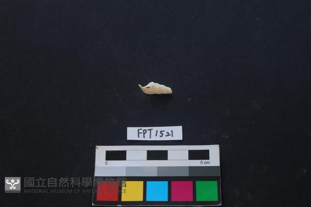 貝殼藏品圖，第2張