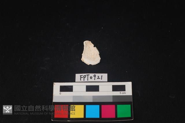 貝殼藏品圖，第2張