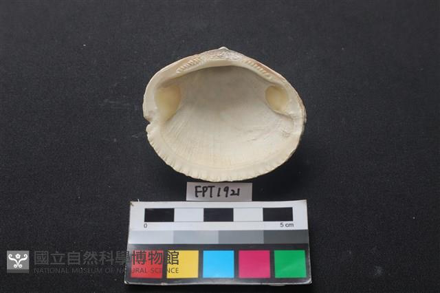 貝殼藏品圖，第2張