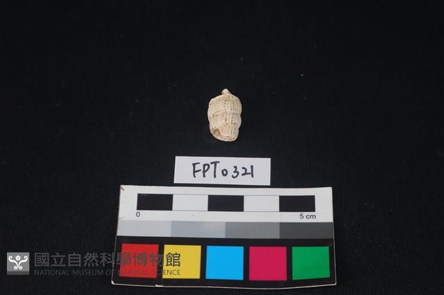 貝殼藏品圖，第2張