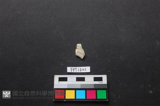 貝殼藏品圖，第2張