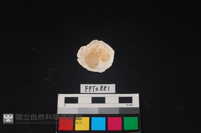 貝殼藏品圖，第2張