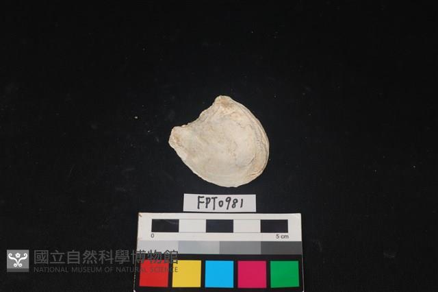 貝殼藏品圖，第2張
