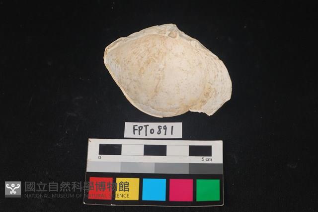 貝殼藏品圖，第2張