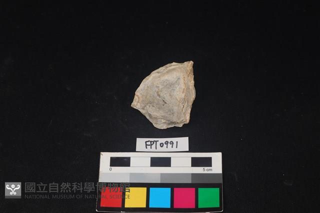 貝殼藏品圖，第2張