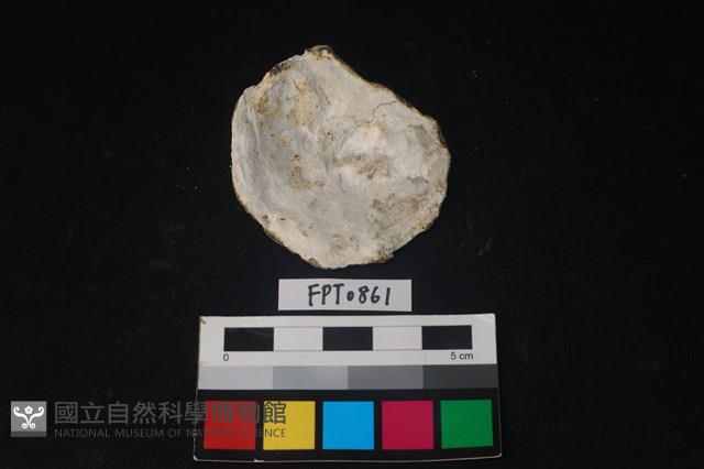 貝殼藏品圖，第2張