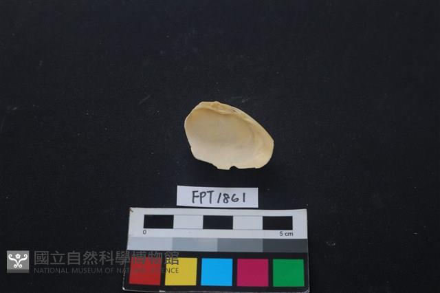 貝殼藏品圖，第2張