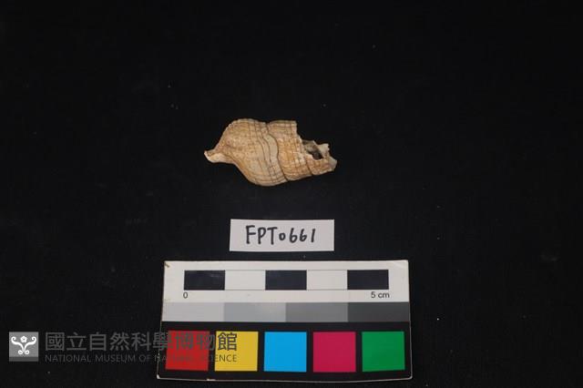 貝殼藏品圖，第2張