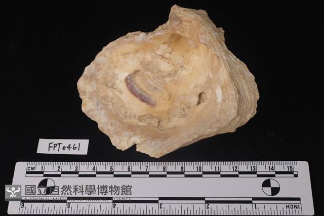 貝殼藏品圖，第2張