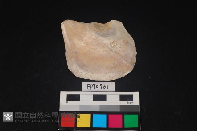 貝殼藏品圖，第2張