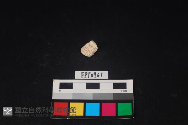 貝殼藏品圖，第2張