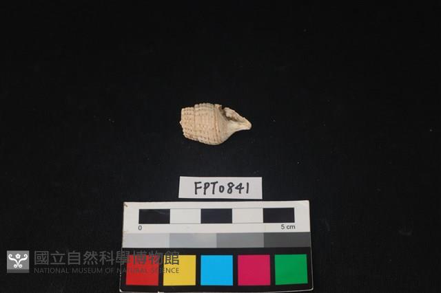 貝殼藏品圖，第2張