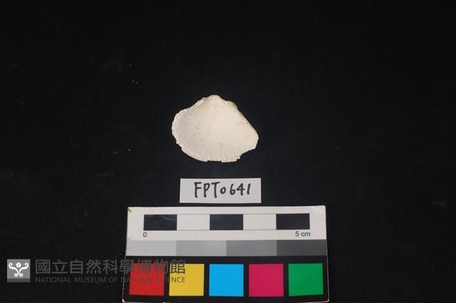 貝殼藏品圖，第2張