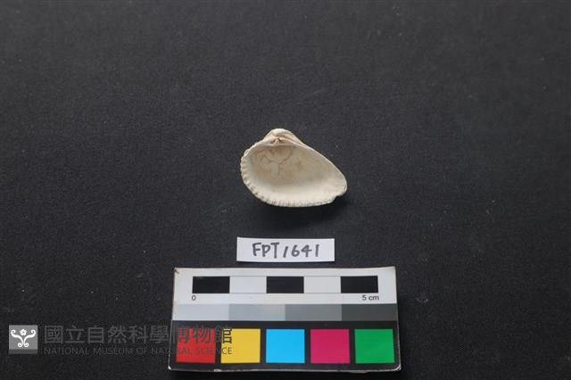 貝殼藏品圖，第2張