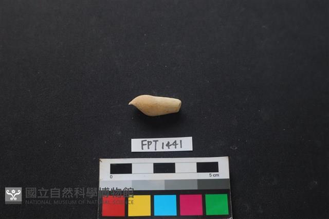 貝殼藏品圖，第2張