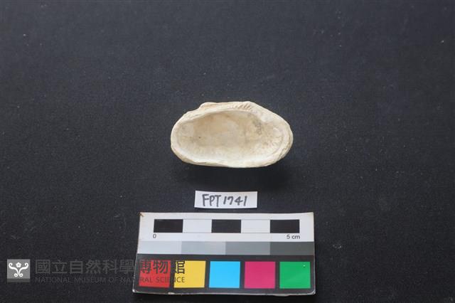 貝殼藏品圖，第2張