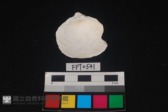 貝殼藏品圖，第2張
