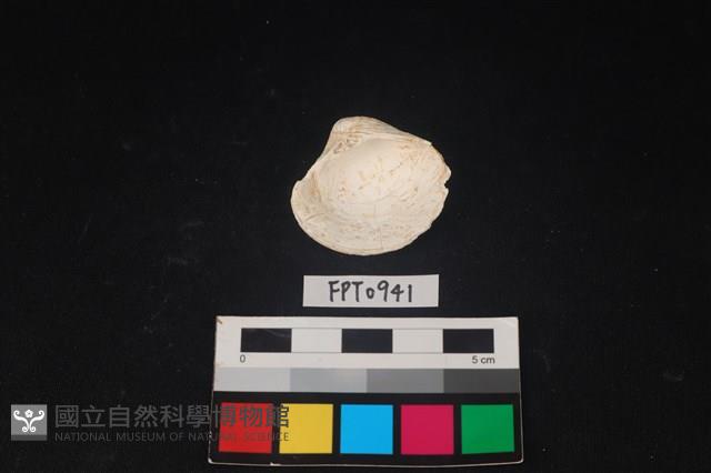 貝殼藏品圖，第2張