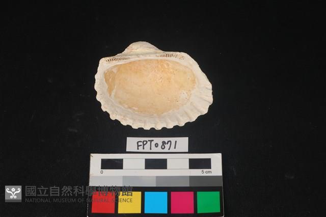 貝殼藏品圖，第2張