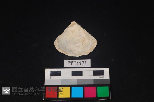 貝殼藏品圖，第2張