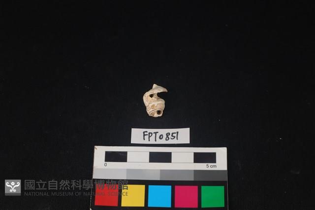 貝殼藏品圖，第2張