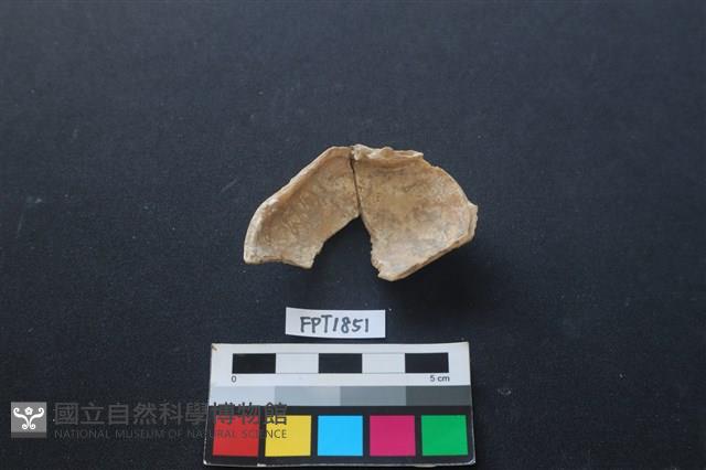 貝殼藏品圖，第2張