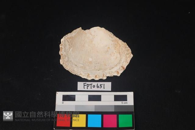 貝殼藏品圖，第2張
