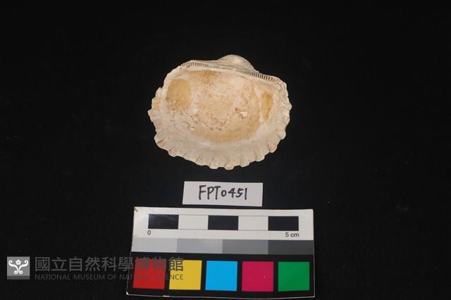 貝殼藏品圖，第2張