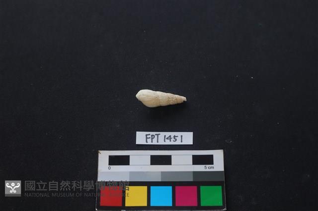 貝殼藏品圖，第2張