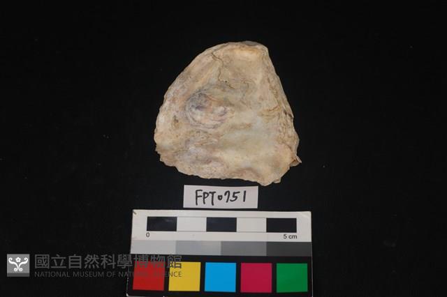 貝殼藏品圖，第2張