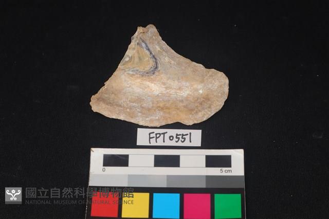 貝殼藏品圖，第2張